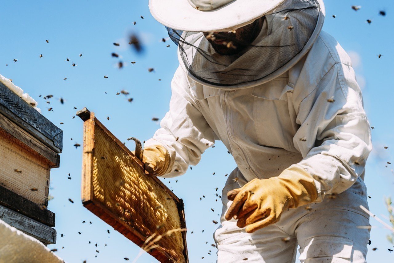 You are currently viewing Apiculteur Roumain : Gardien des Abeilles et Artisan de la Douceur Naturelle