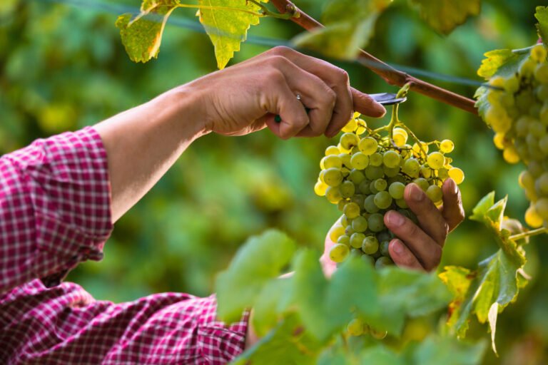 Lire la suite à propos de l’article Ouvrier Vigneron Roumain : Artisan du Terroir et Gardien de la Vigne