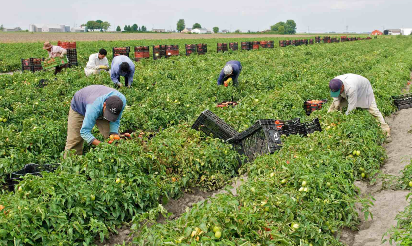 Lire la suite à propos de l’article Ouvriers agricoles polonais : une ressource précieuse pour l’agriculture européenne