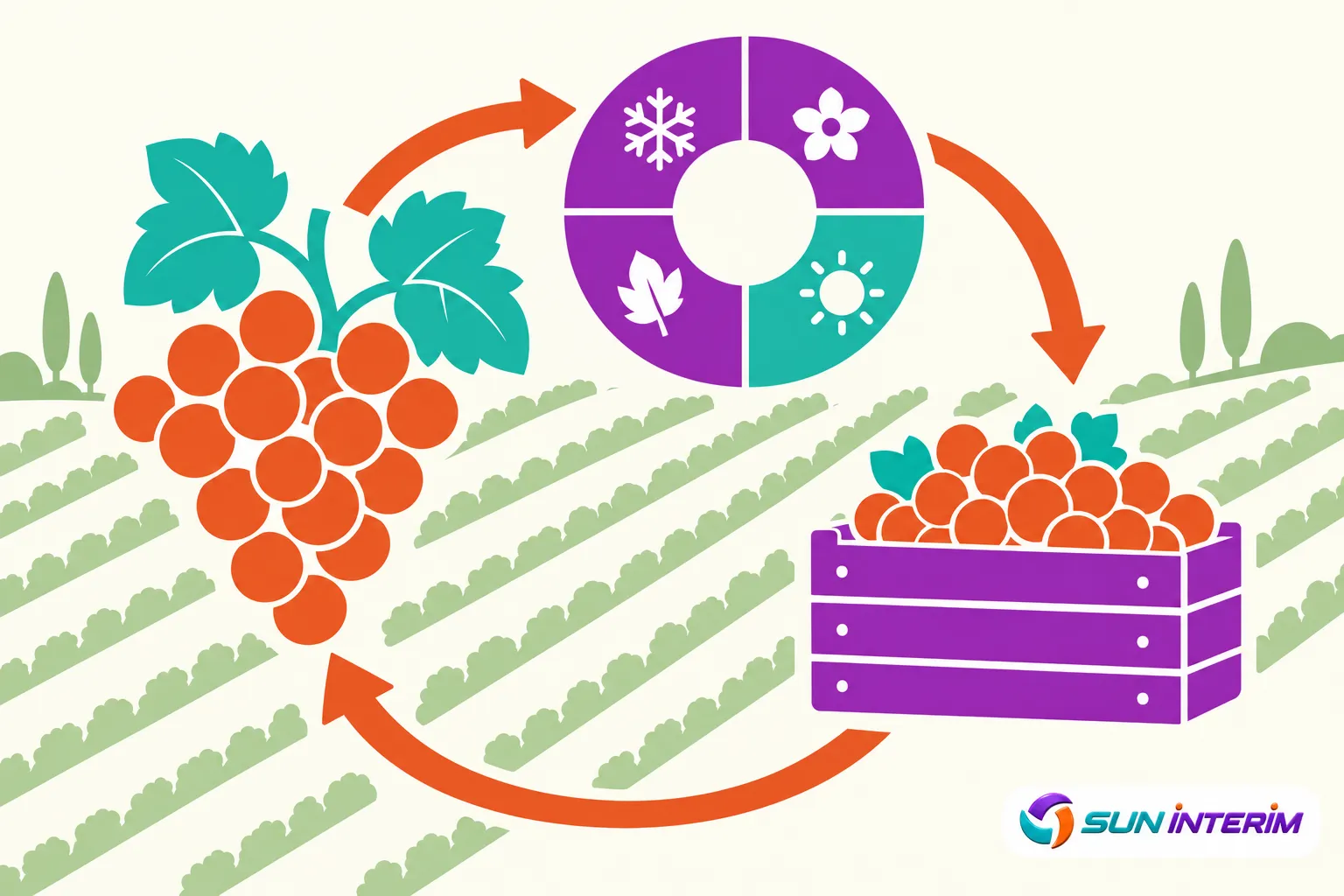 Une illustration montre des grappes de raisin et une caisse de récolte obtenant les fruits dans un vignoble, avec un cycle